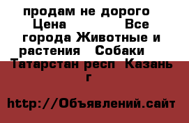 продам не дорого › Цена ­ 10 000 - Все города Животные и растения » Собаки   . Татарстан респ.,Казань г.